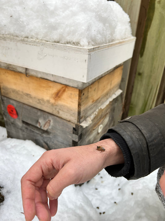 Garantie complémentaire de survie hivernale